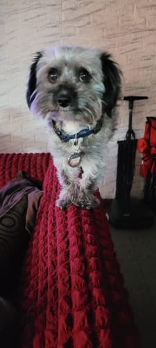 Customer photo review of Starter Pack Neopro Azul