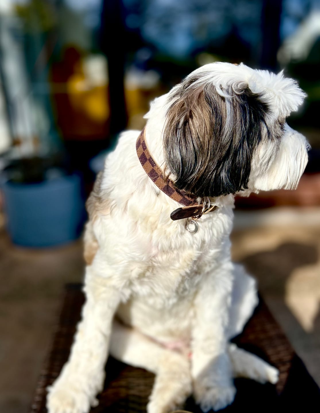 Customer photo review of Premium Vintage Leather Dog Collar