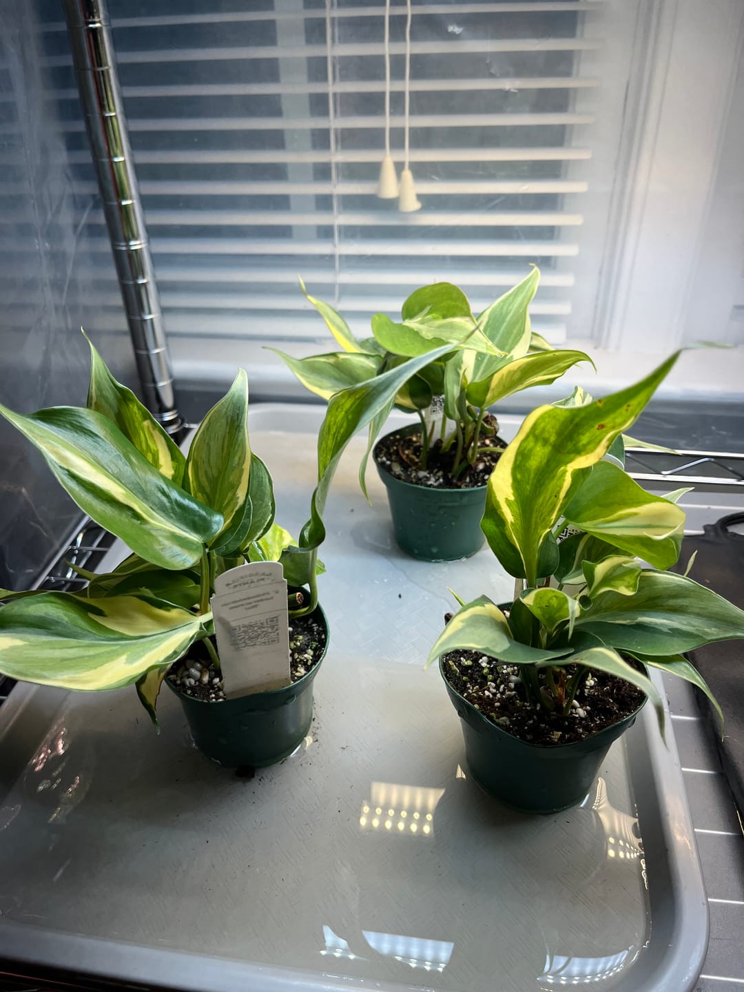 Customer photo review of Philodendron hederaceum 'Rio' - 3"