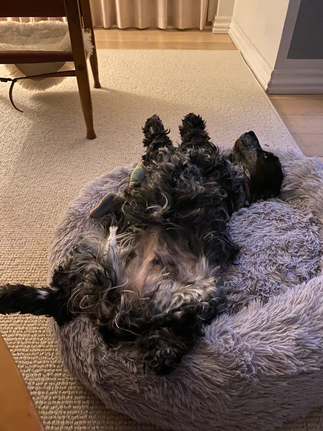 Customer photo review of THE ORIGINAL - Donut hundeseng (lys grå)