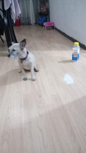 Customer photo review of Paquete Peludos - Membresía  - 2 Piezas de 850 grs + Envío GRATIS