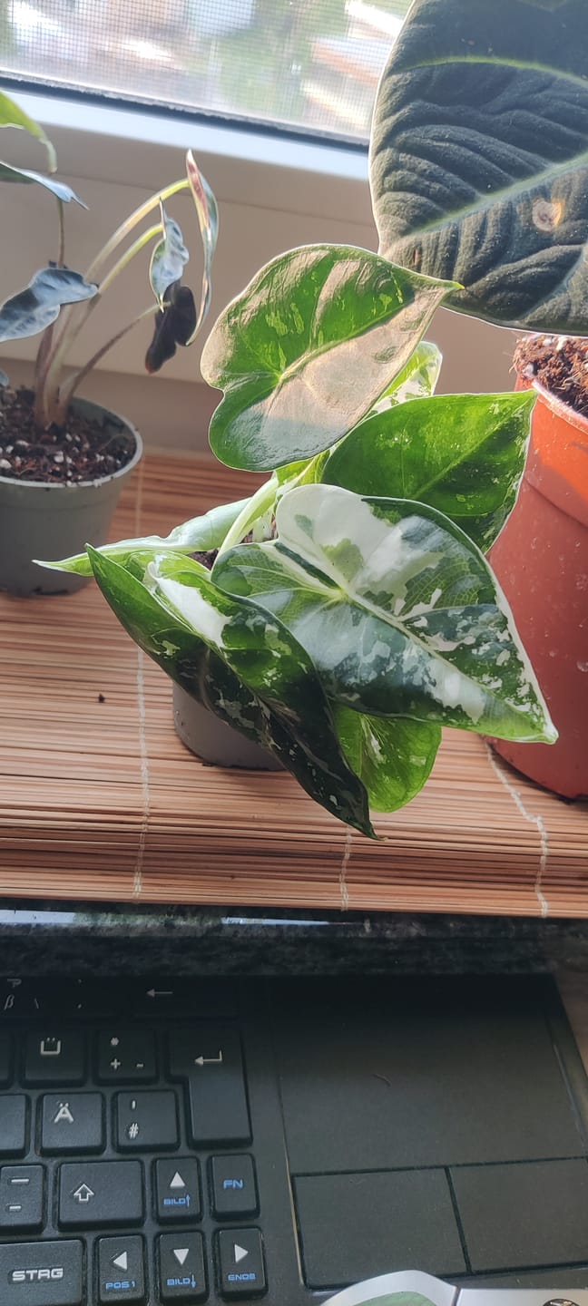 Customer photo review of ALOCASIA FRYDEK VARIEGATA