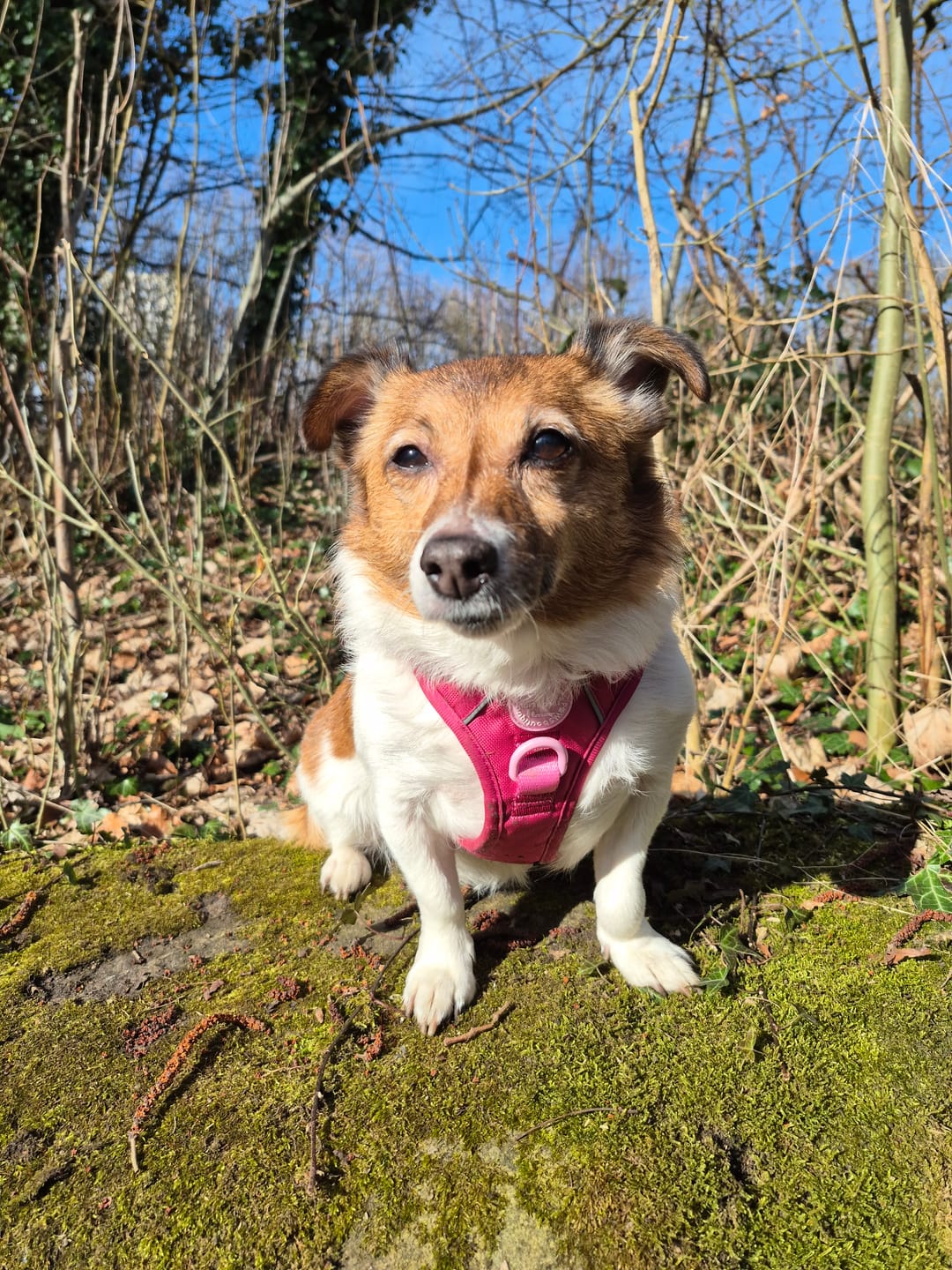 Customer photo review of Tough Trails™ Harness - Walkies Ready® Raspberry Pink