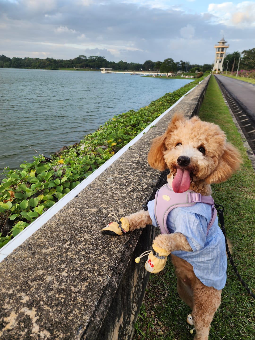 Customer photo review of myfit Safety Harness