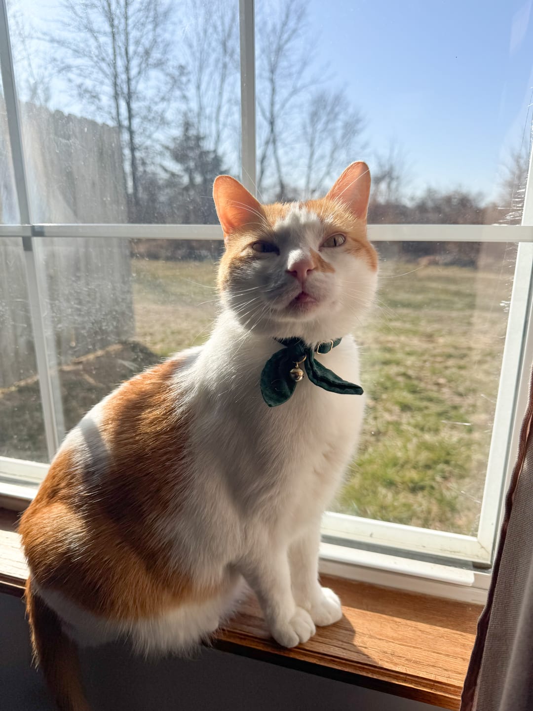 Customer photo review of Forest Green Bow Cat Collar