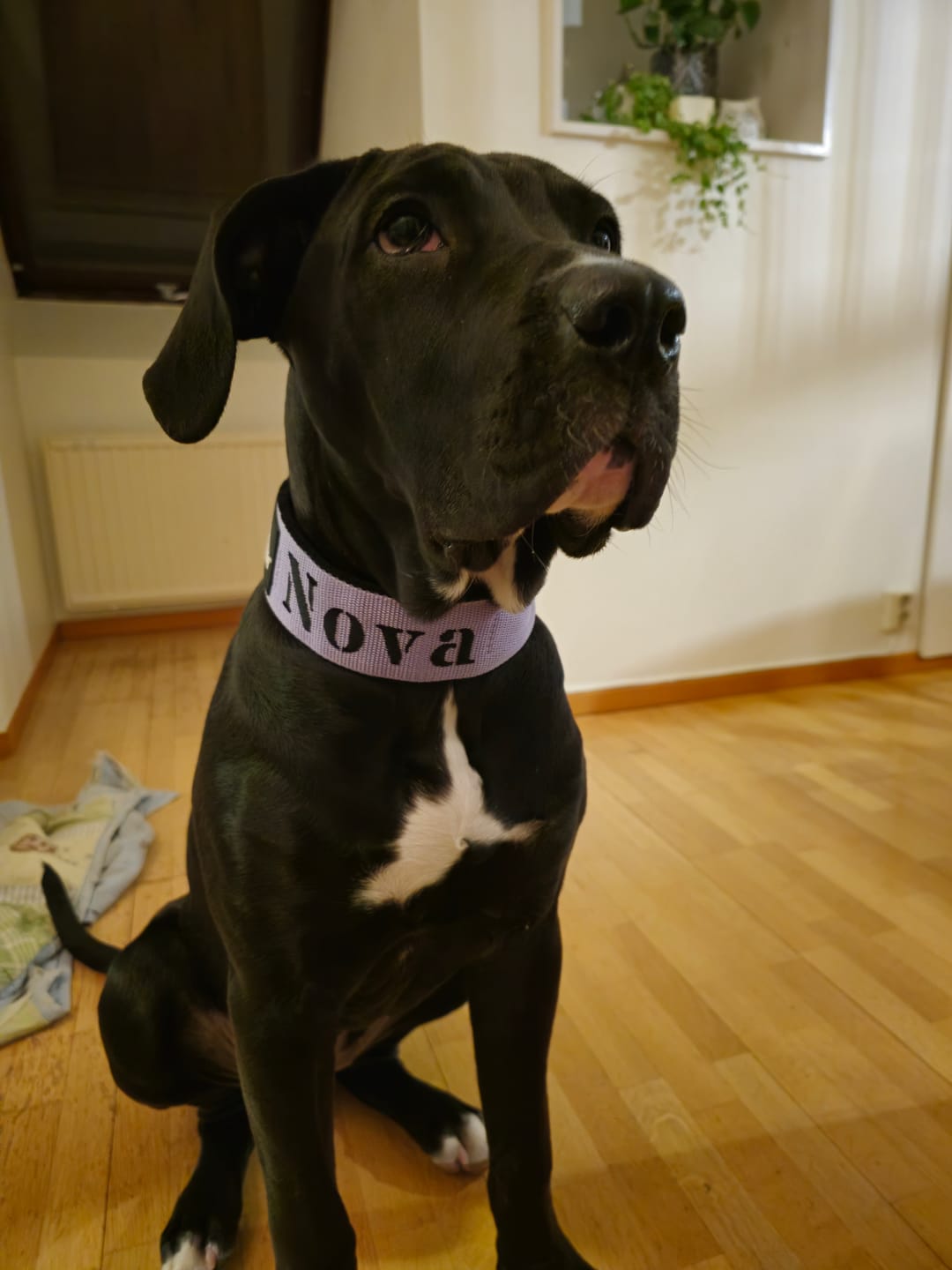 Customer photo review of Helstryp halsband med namn