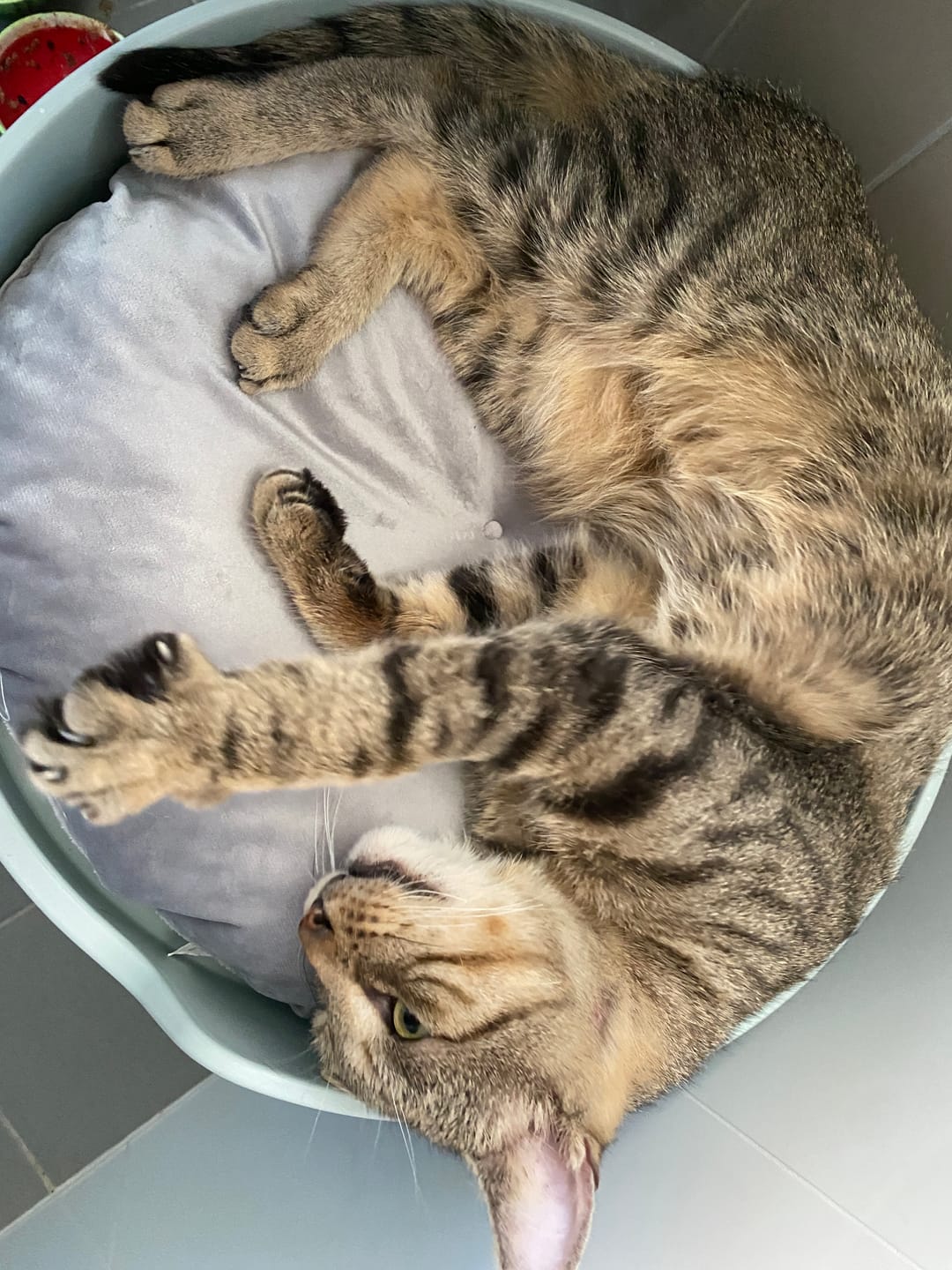 Customer photo review of Michu Castle Cat Litter Box Round Cushion- Soft and Cozy