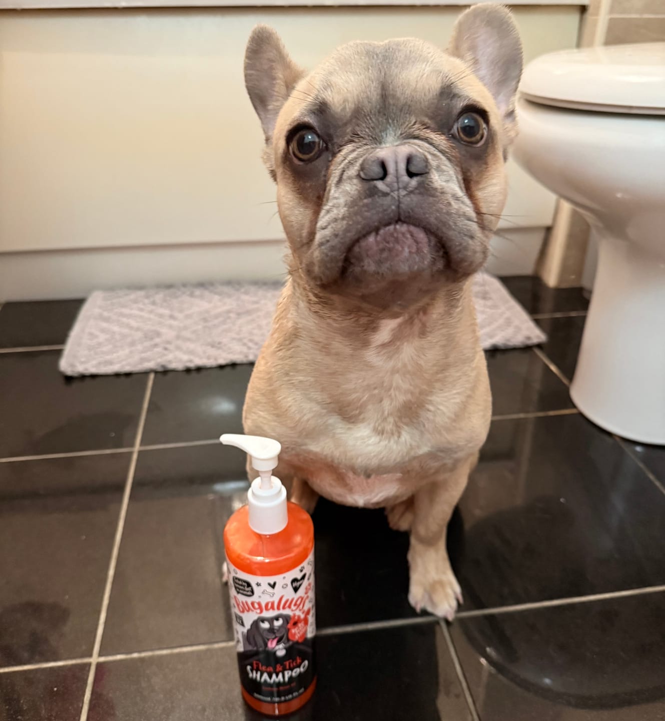 Customer photo review of Flea and Tick Dog Shampoo with Neem Oil