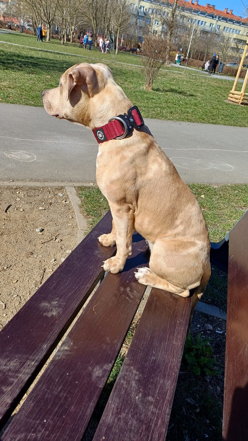 Customer photo review of 4cm Combat® Collar | Rated Clip - NO HANDLE - Burgundy