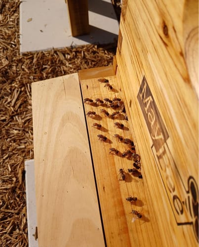Customer photo review of MayBee Hives 10 Frame 4 Layer Cedar Wood Beehive Dipped in 100% Beeswax, Include 2 Deep Bee Boxes 2 Medium Super Bee Boxes with Pine Wooden Frames and Beeswax Plastic Foundation,Complete beehive kits