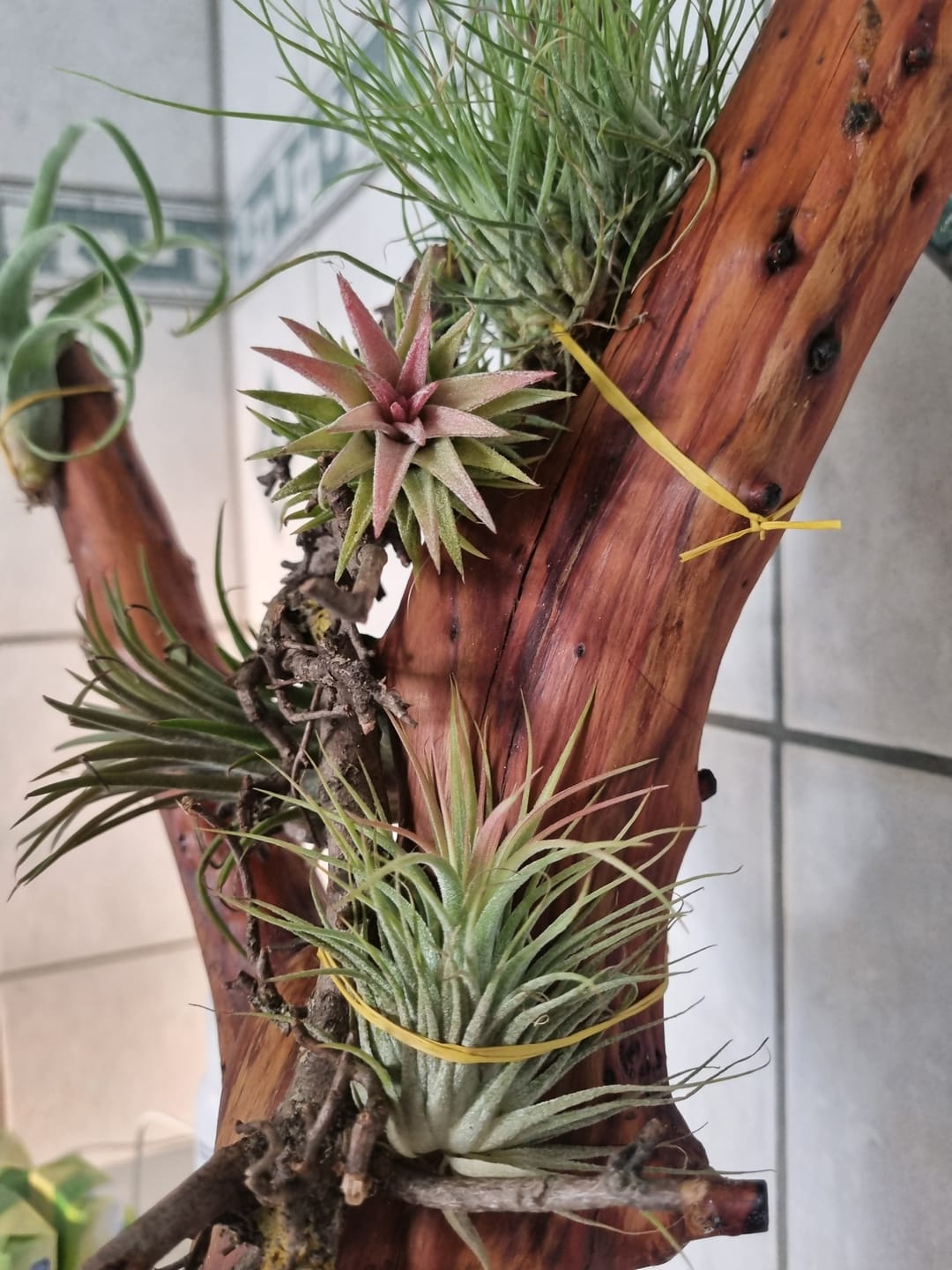 Customer photo review of Tillandsia vanhyningii
