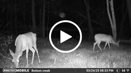 Customer video review of Clutch Clover™