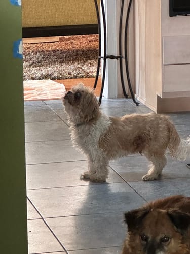 Customer photo review of Petsmont Buddy Guard Medium Dog