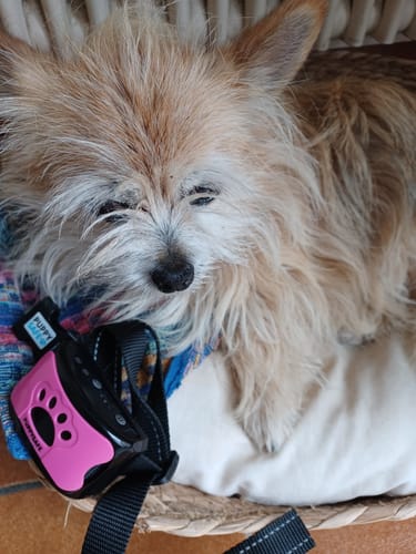 Customer photo review of Collier Anti Aboiement PuppySafe