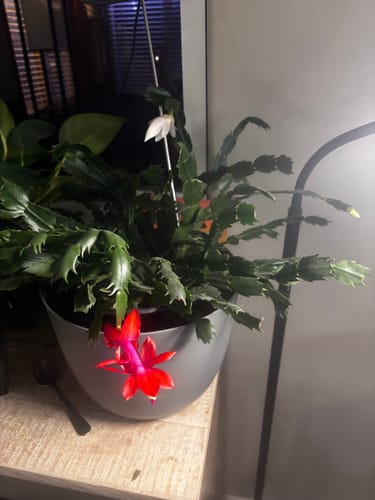 Customer photo review of Plant Food