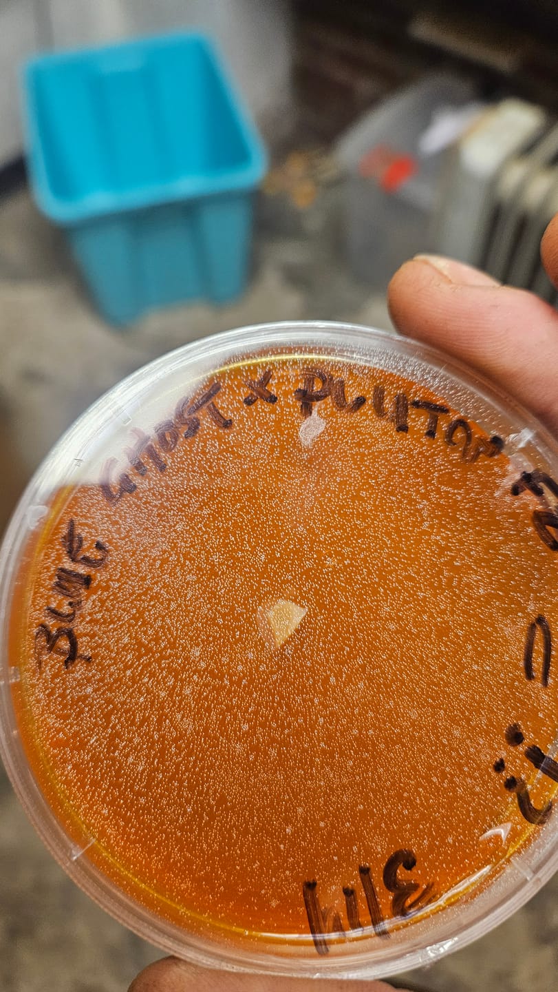 Customer photo review of Laboratory PolyFilm