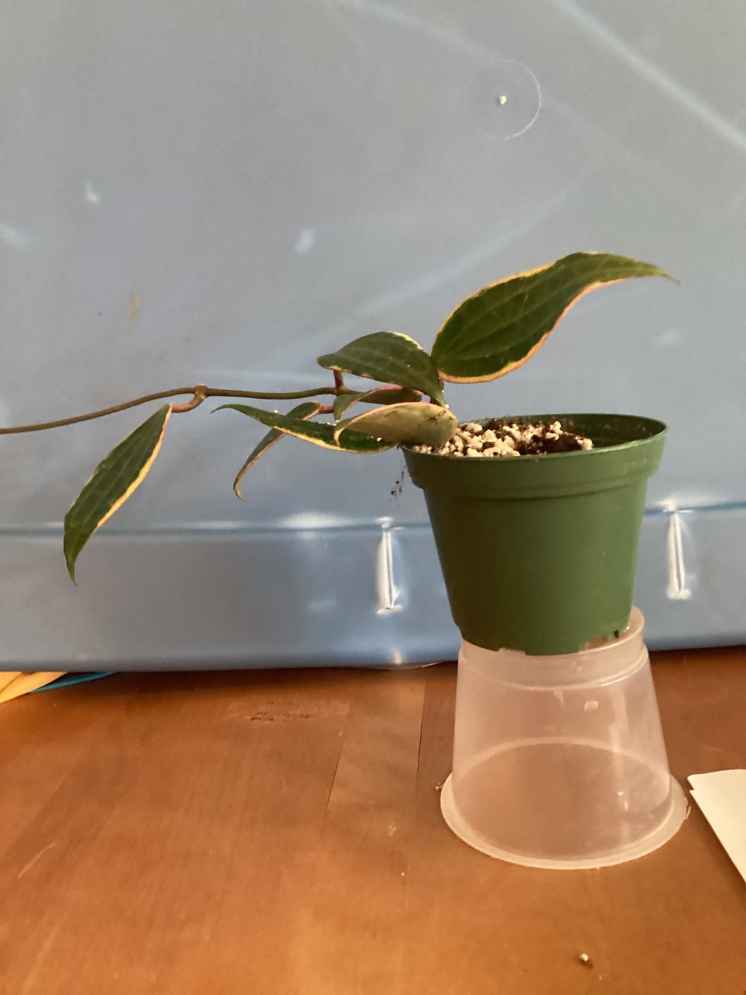 Customer photo review of Hoya macrophylla 'Variegata'