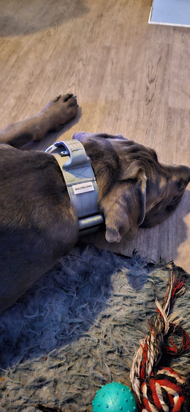 Customer photo review of 1.4m Swivel Combat Lead | Anti-Tangle & Secure Clip - Metal Grey