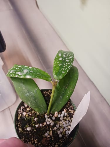 Customer photo review of Hoya lobbii