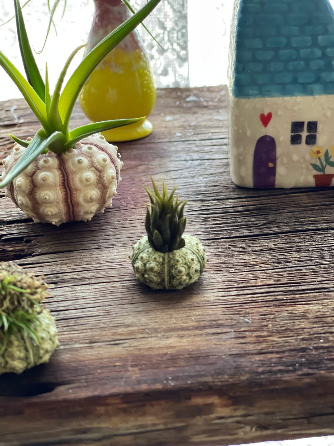 Customer photo review of Ionantha Peanut  (Mini Ionantha Form)
