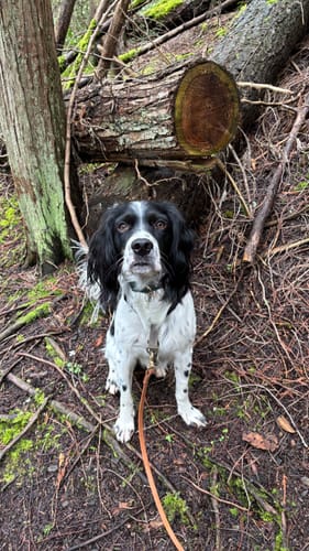 Customer photo review of Adjustable Biothane Quick Release Dog Collar