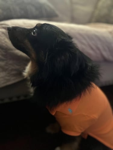 Customer photo review of Polo Ralph Lauren Cotton-Mesh Dog Polo Shirt