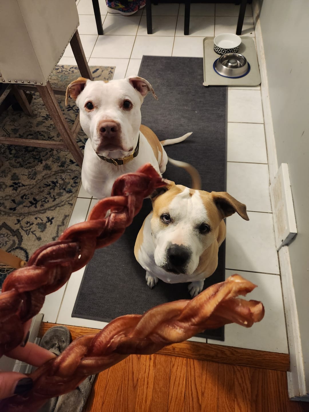 Customer photo review of 12 Inch Jumbo Braided Bully Stick