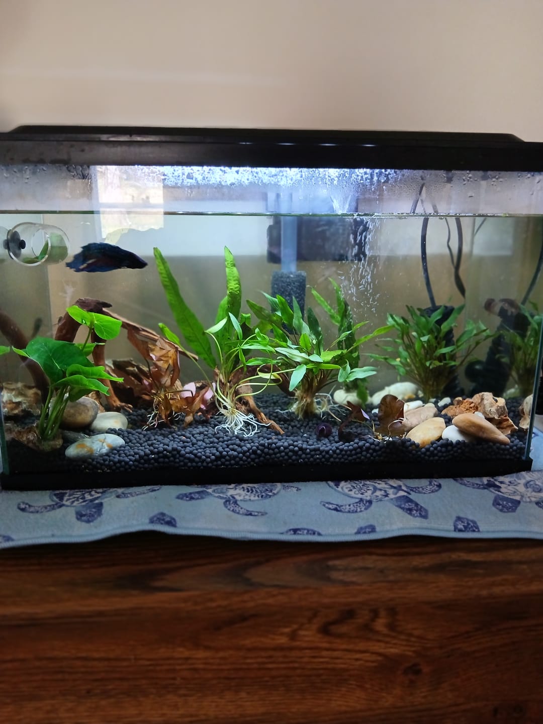 Customer photo review of Cryptocoryne Lutea