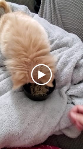 Customer video review of Turkey Pot Pie