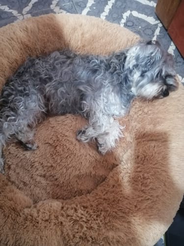 Customer photo review of Cama Antiestrés para Perros