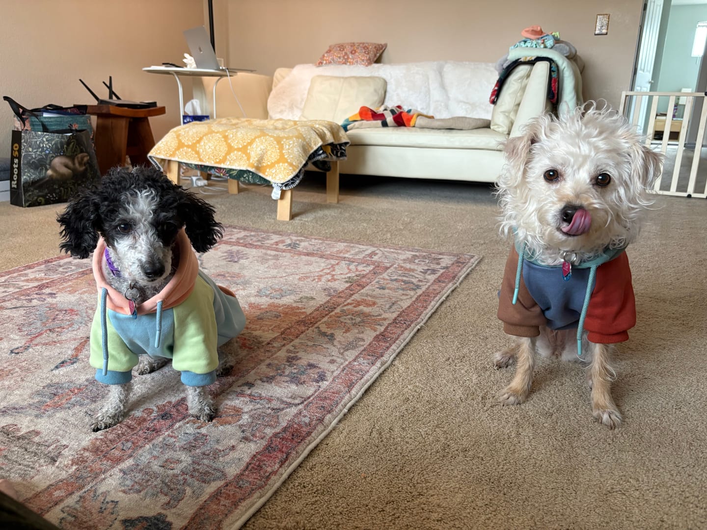 Customer photo review of Jelly Bean Dog Hoodie