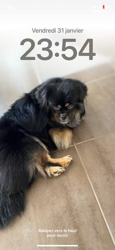 Customer photo review of Échantillon de croquettes riches en volaille - Petite taille (chien adulte)