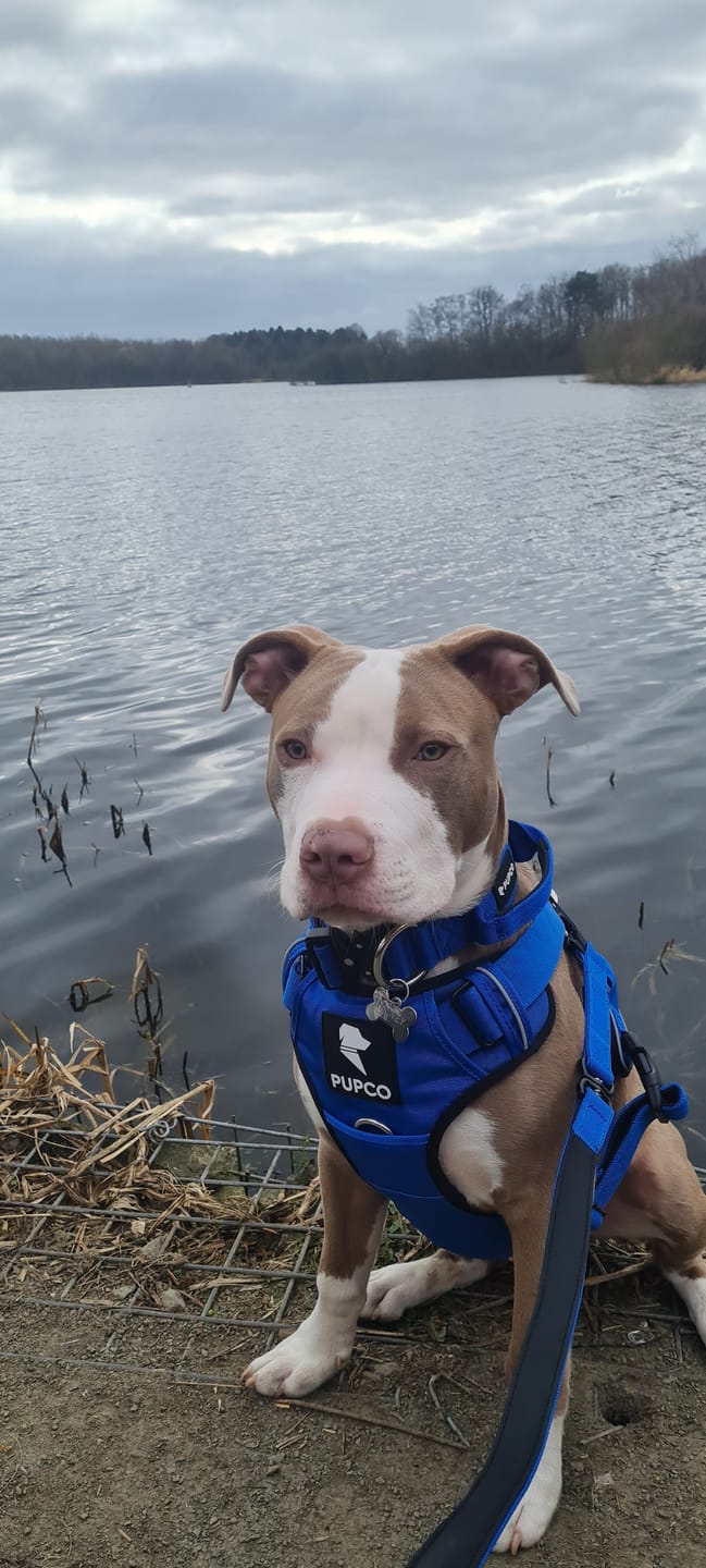 Customer photo review of Performance collar with handle 4CM - Royal blue