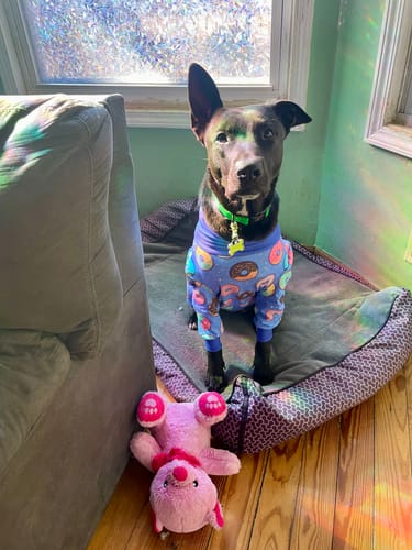 Customer photo review of Dog Pajama - Donuts