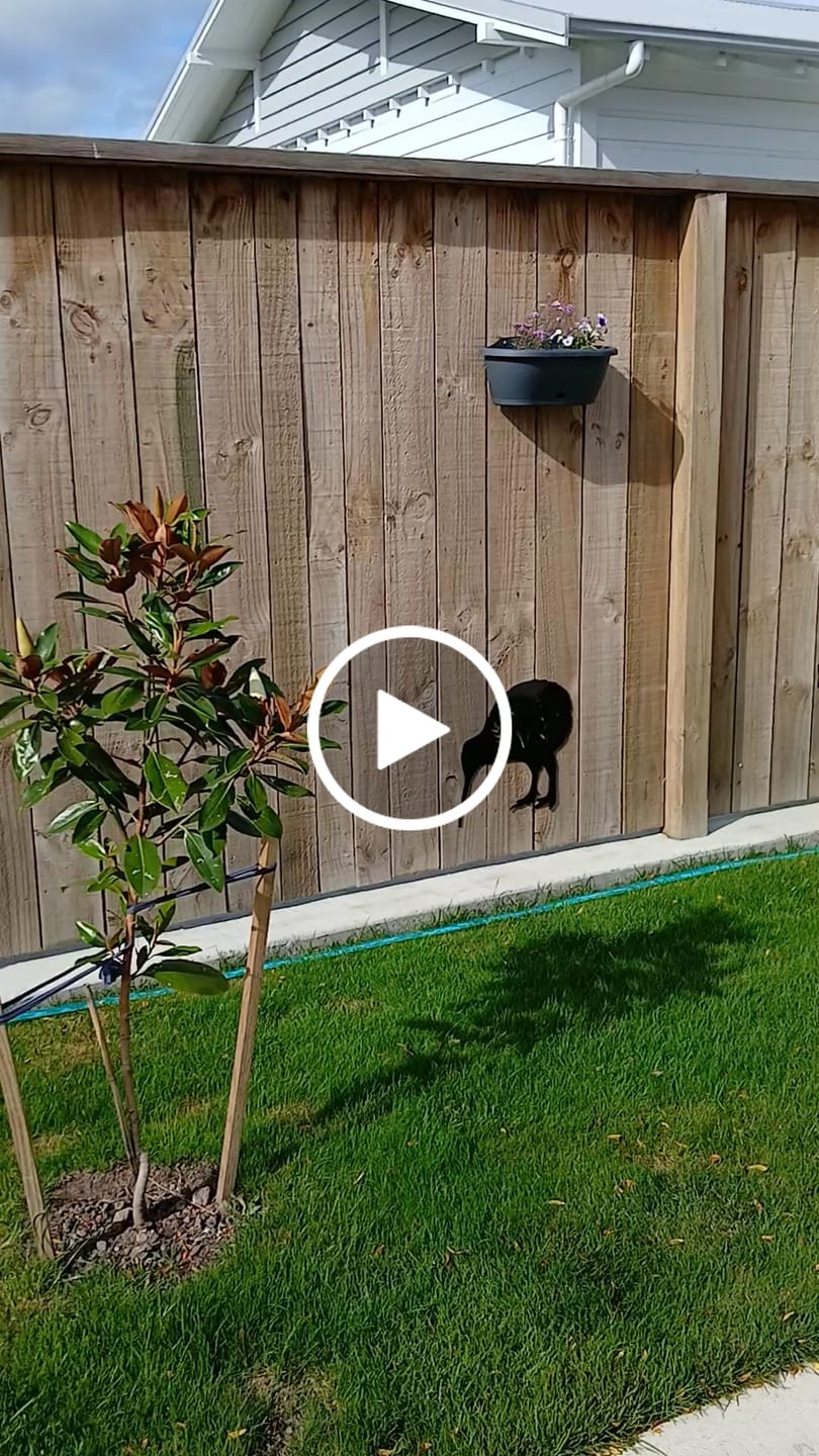 Customer video review of Floral Cat Wall Art