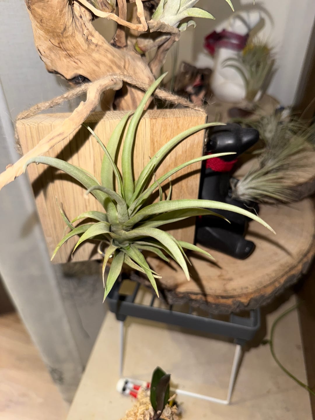 Customer photo review of Tillandsien Kachel - hängend