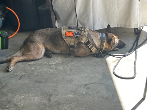 Customer photo review of NEW Upgraded Tactical No-Pull Team K9™ Dog Harness with 4 Quick-Release Metal Buckles, Reinforced Front & Back D-Rings, Hook & Loop Panels, Adjustable Straps, Reflective Strips, & Top Handle
