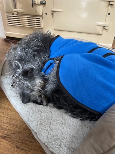 Customer photo review of Sighthound House/Kennel Fleece Coat