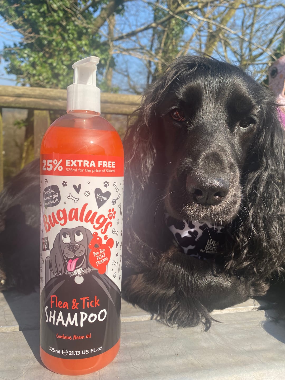 Customer photo review of Flea and Tick Dog Shampoo with Neem Oil