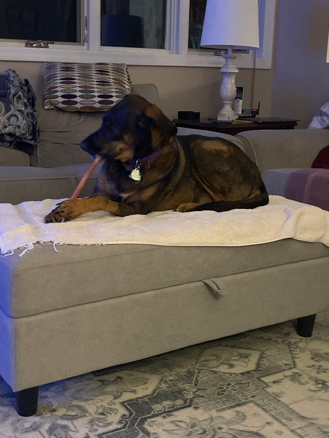 Customer photo review of 12 Inch Standard Bully Sticks