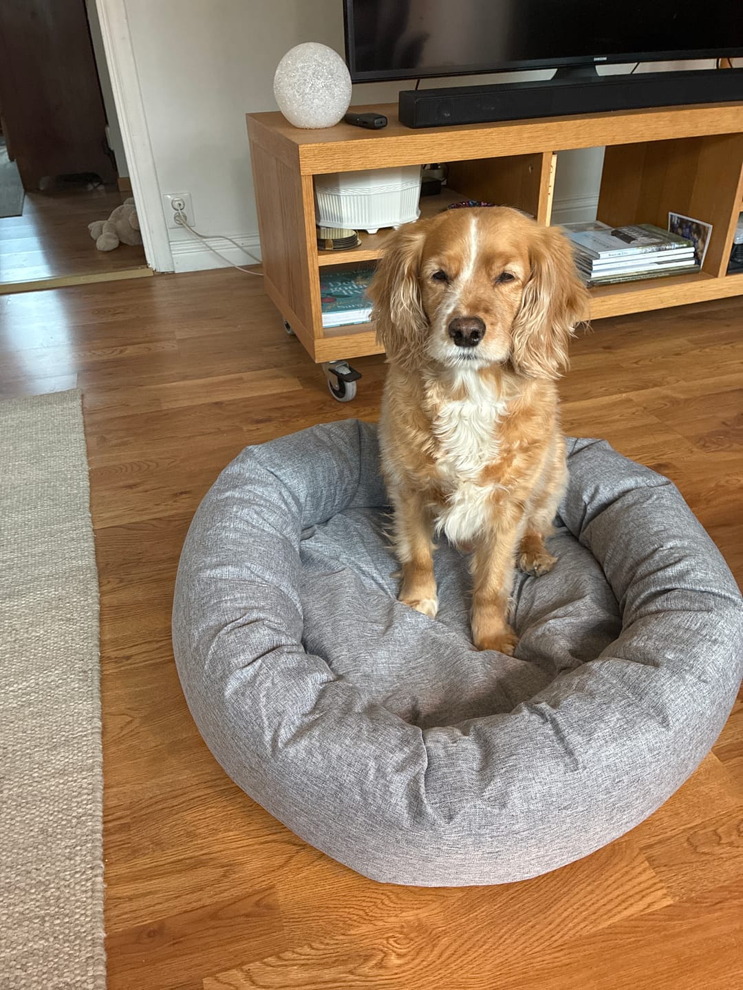 Customer photo review of CalmBed - Pälsfritt Överdrag