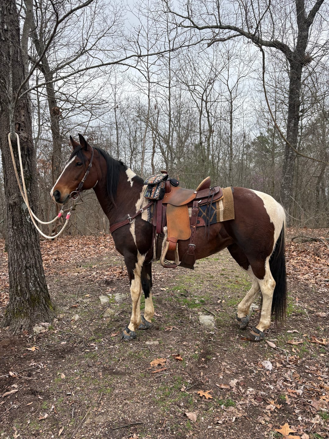 Customer photo review of Renegade® Viper Shield™ Hoof Boot Seconds - Black Knight