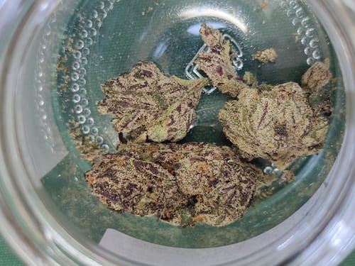Customer photo review of Chicago Runtz