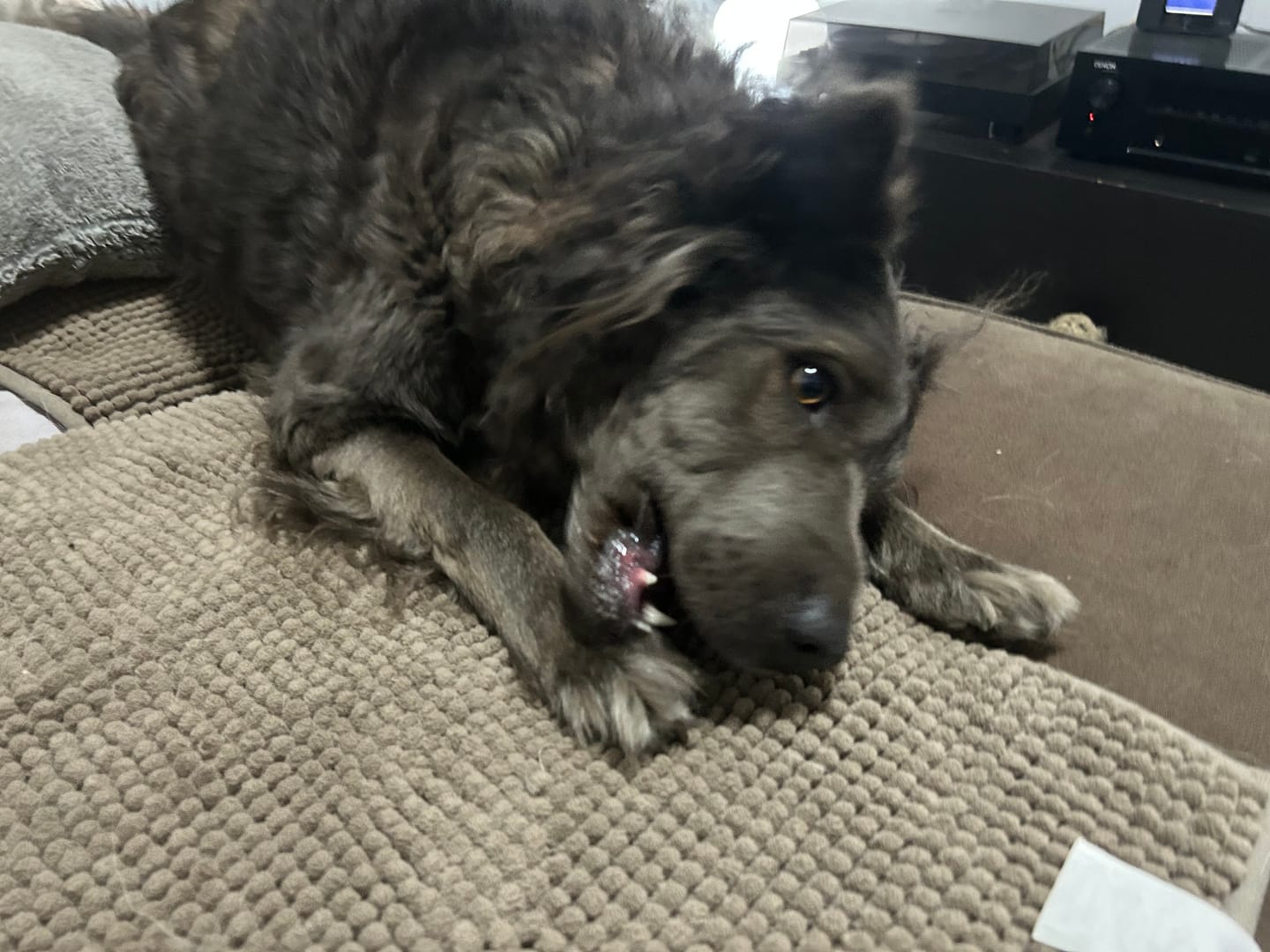 Customer photo review of Kräuter Dentals für Hunde zur Zahn- und Darmpflege (150g)