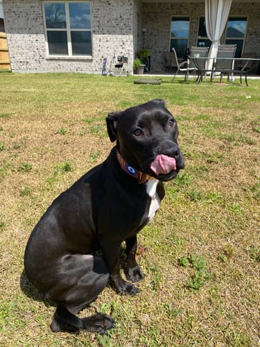 Customer photo review of 2" Tacti Luxe Dog Collar - Rose Gold - Chocolate