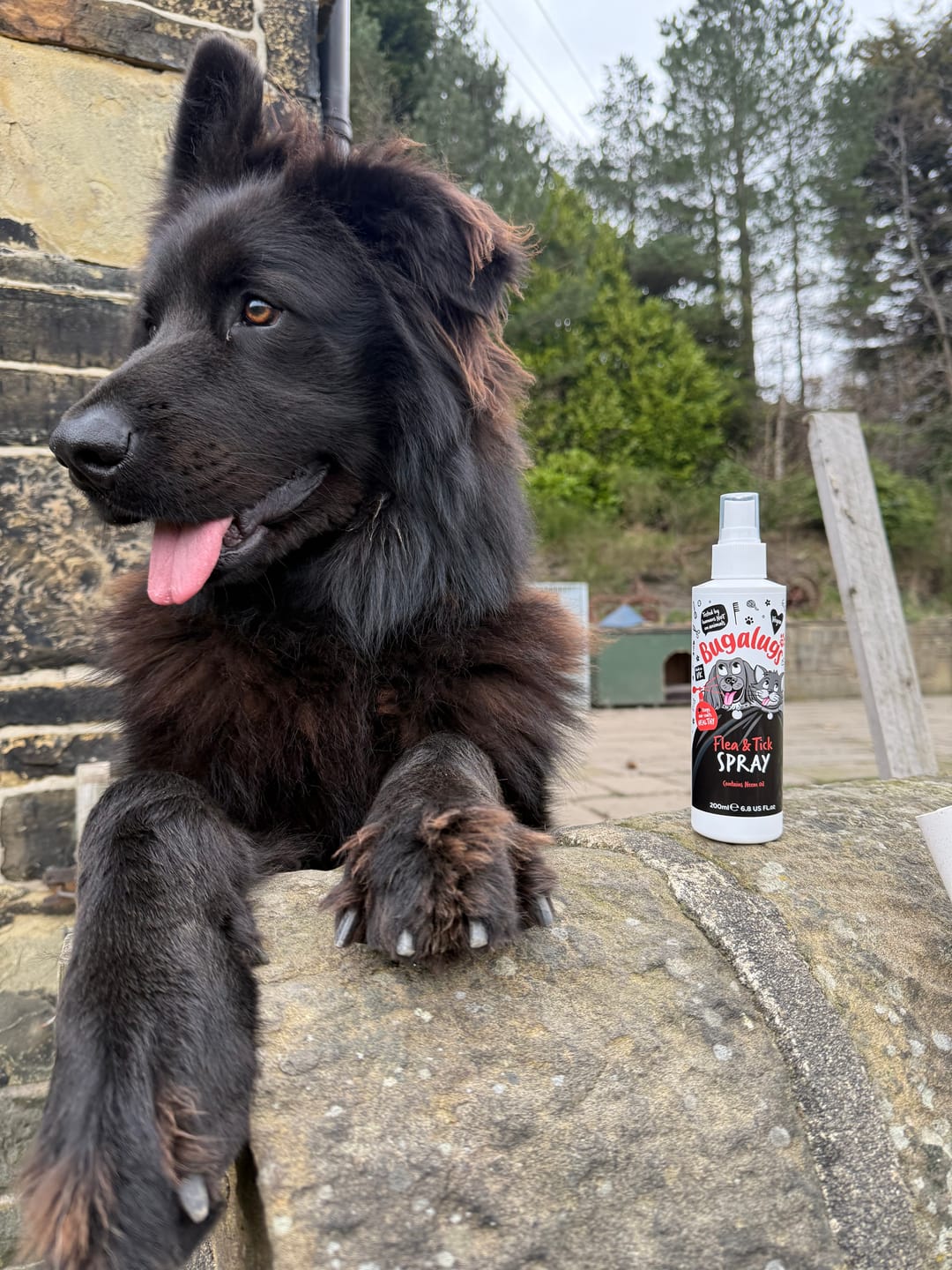 Customer photo review of Flea & Tick Spray with Neem Oil for Dogs & Cats