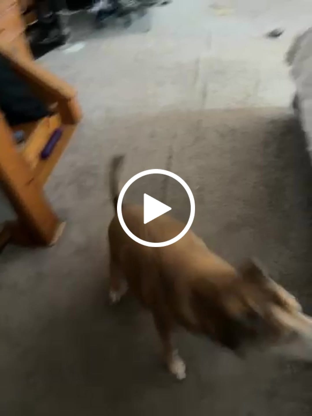 Customer video review of Pumpkin Chicken