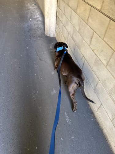 Customer photo review of Matching Blue 6' Bully Proof Leash