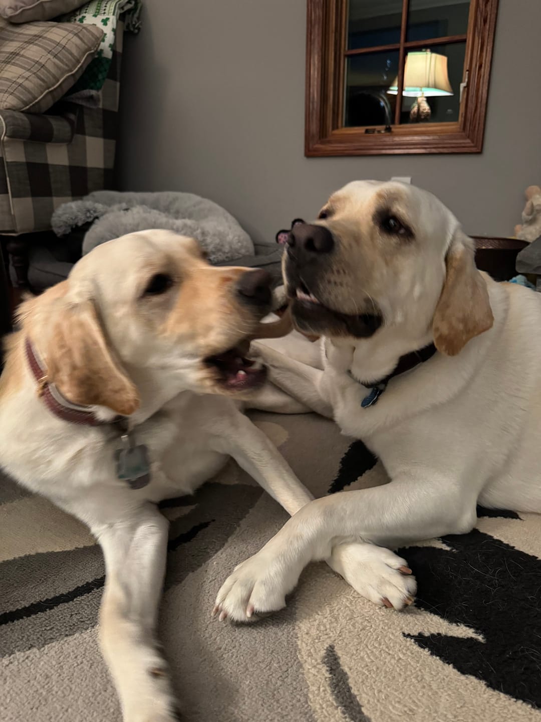 Customer photo review of 12 Inch Power Bully Sticks
