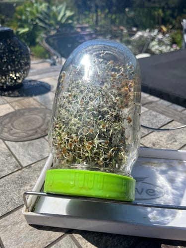 Customer photo review of 16oz Alfalfa Sprouting Seeds